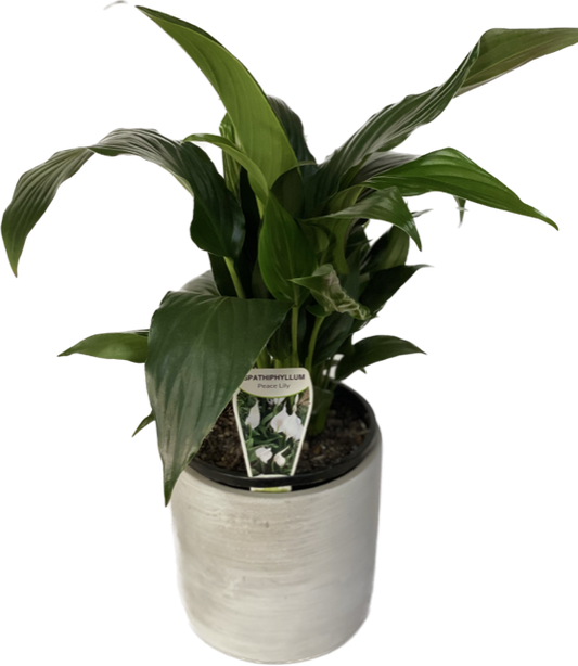 Assorted indoor plant in pot