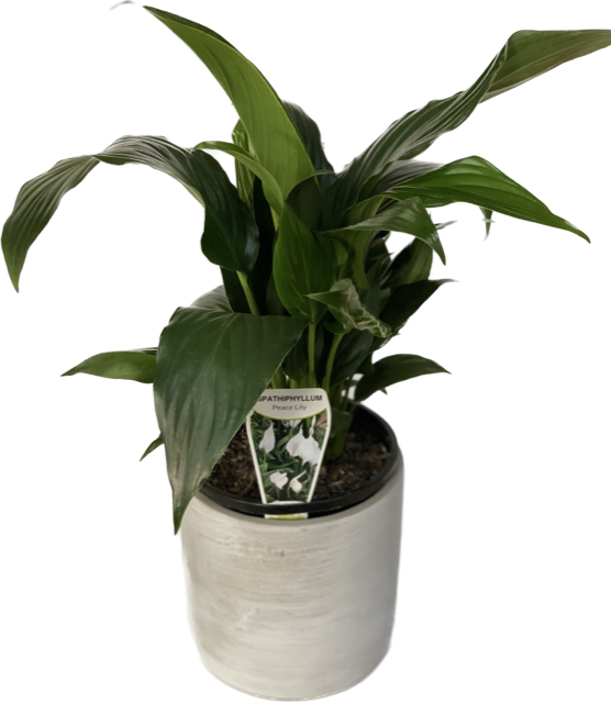 Assorted indoor plant in pot