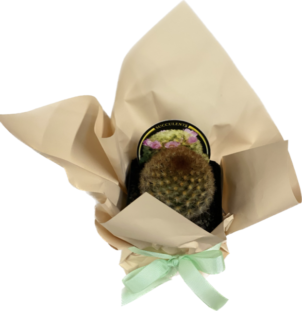Assorted gift wrapped Cacti or Succulents